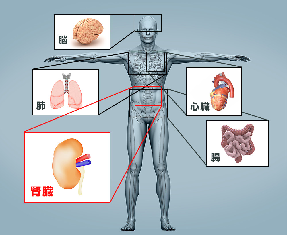 2つ目の柱：「腎臓病患者さんの総合的医療」