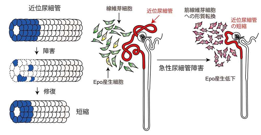 YANAGITA GROUP                                          柳田グループ