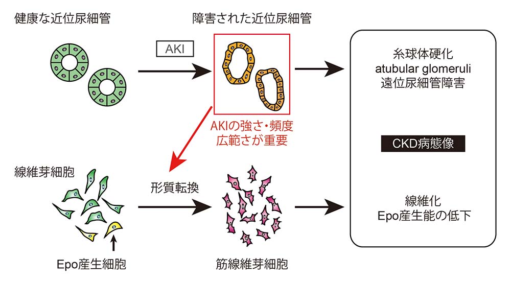 （図2）