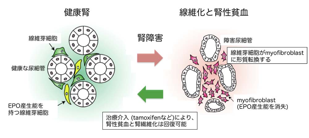 （図6）