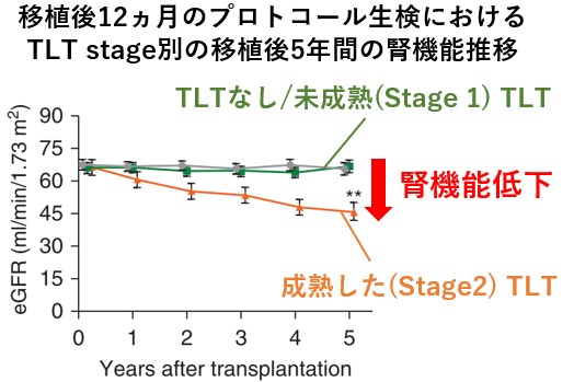 （図5）加齢に伴う三次リンパ組織形成は種を超えて保存された現象である